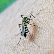 mosquito-bite-decease-stockpack-pixabay.jpg mosquito, bite, decease