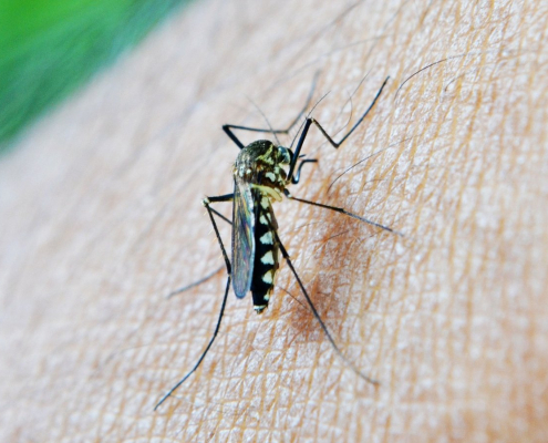 mosquito-bite-decease-stockpack-pixabay.jpg mosquito, bite, decease