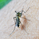 mosquito-bite-decease-stockpack-pixabay.jpg mosquito, bite, decease