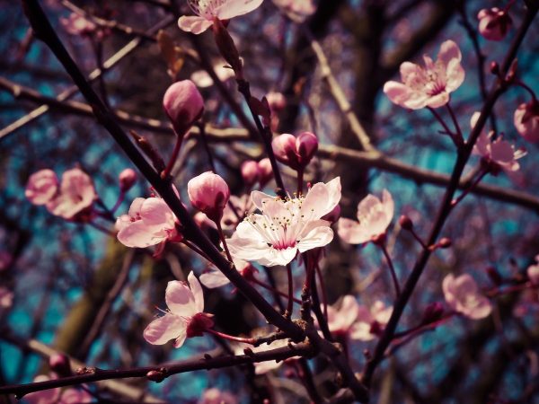 almond blossoms, flowers, blooming