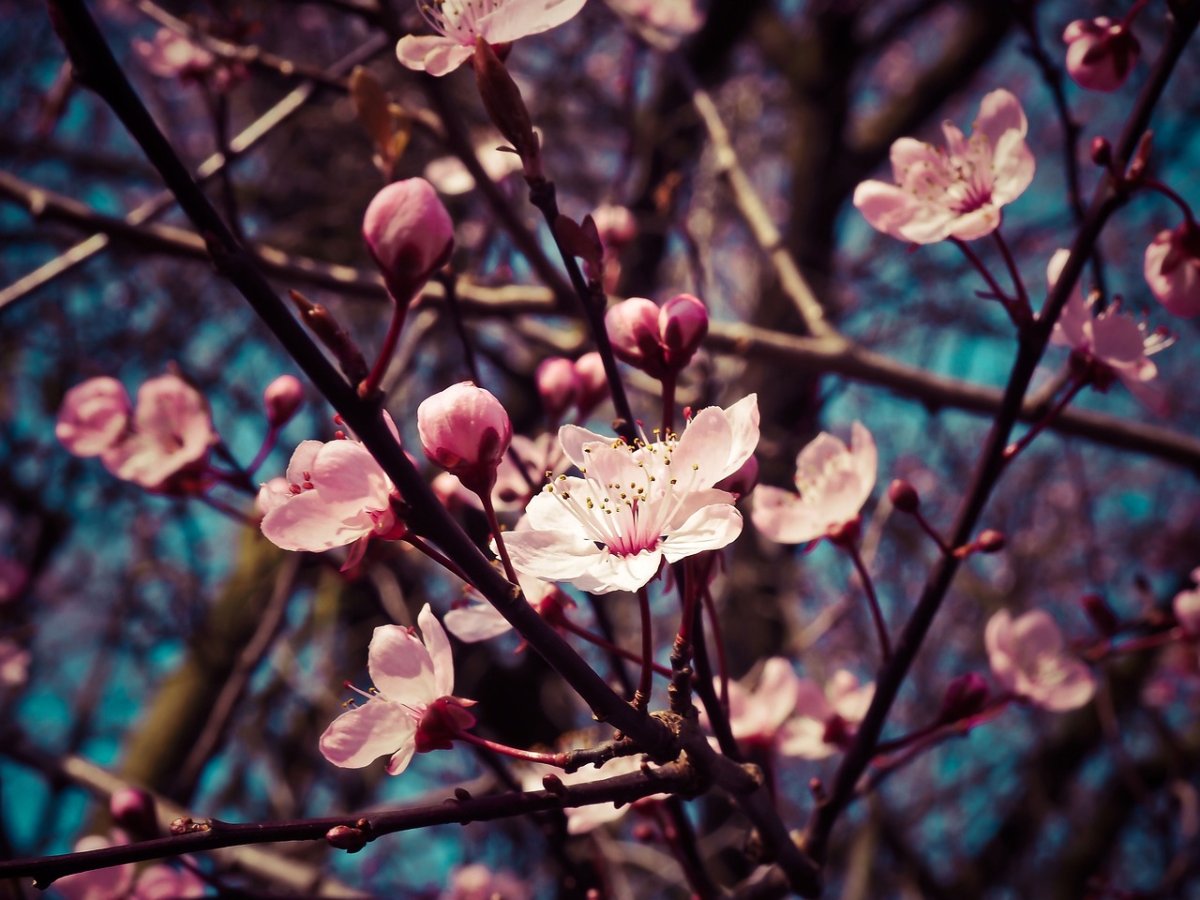 almond-blossoms-flowers-blooming-stockpack-pixabay.jpg almond blossoms, flowers, blooming