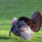 bird-wildlife-turkey-stockpack-pixabay.jpg bird, wildlife, turkey