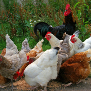 chicken-chicken-run-farm-yard-stockpack-pixabay.jpg chicken, chicken run, farm yard
