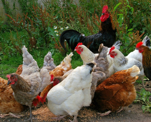 chicken, chicken run, farm yard