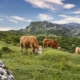 cows-mountain-pasture-stockpack-pixabay.jpg cows, mountain, pasture