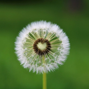 dandelion-heart-wish-stockpack-pixabay.jpg dandelion, heart, wish