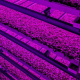 ferma verticala Ferma Verticala