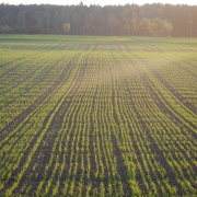 field-cereal-sowing-stockpack-pixabay.jpg field, cereal, sowing