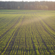 field, cereal, sowing