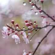 flowers-nature-blossom-stockpack-pixabay.jpg flowers, nature, blossom