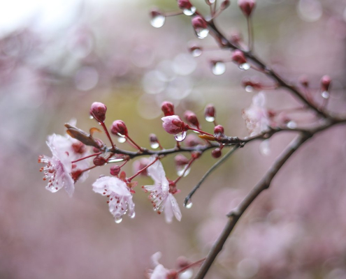 flowers, nature, blossom