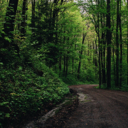 green-leafed-trees-beside-road-stockpack-pexels.jpg Green leafed trees beside road