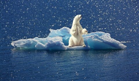 icebear, iceberg, ice floe
