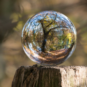 macro-photography-of-tree-stockpack-pexels.jpg Macro photography of tree