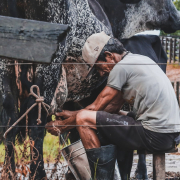 man-sitting-on-stool-milking-cattle-stockpack-unsplash.jpg man sitting on stool milking cattle