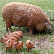 mangalita Mangalita