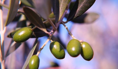 olive, green olives, branch