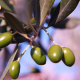 olive-green-olives-branch-stockpack-pixabay.jpg olive, green olives, branch