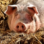 pig-lying-sun-stockpack-pixabay.jpg pig, lying, sun