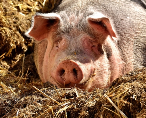 pig, lying, sun