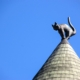 riga-cat-dome-stockpack-pixabay.jpg riga, cat, dome