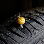 snail-courage-trust-stockpack-pixabay.jpg snail, courage, trust