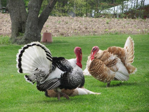 turkey, bird, poultry