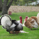 turkey-bird-poultry-stockpack-pixabay.jpg turkey, bird, poultry