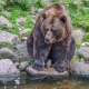brown bear, stones, fur