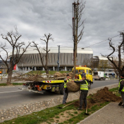 cluj copaci Cluj Copaci
