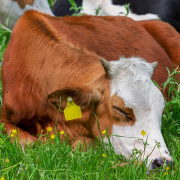 cow-animal-brown-white-stockpack-pixabay.jpg cow, animal, brown white