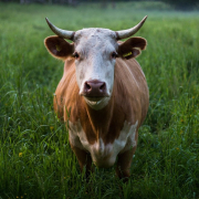 cow, horns, cattle