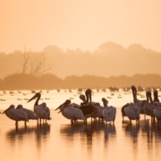 great white pelicans, birdwatching, danube delta