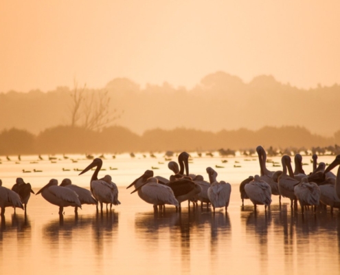 great-white-pelicans-birdwatching-danube-delta-stockpack-pixabay.jpg great white pelicans, birdwatching, danube delta