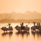 great-white-pelicans-birdwatching-danube-delta-stockpack-pixabay.jpg great white pelicans, birdwatching, danube delta