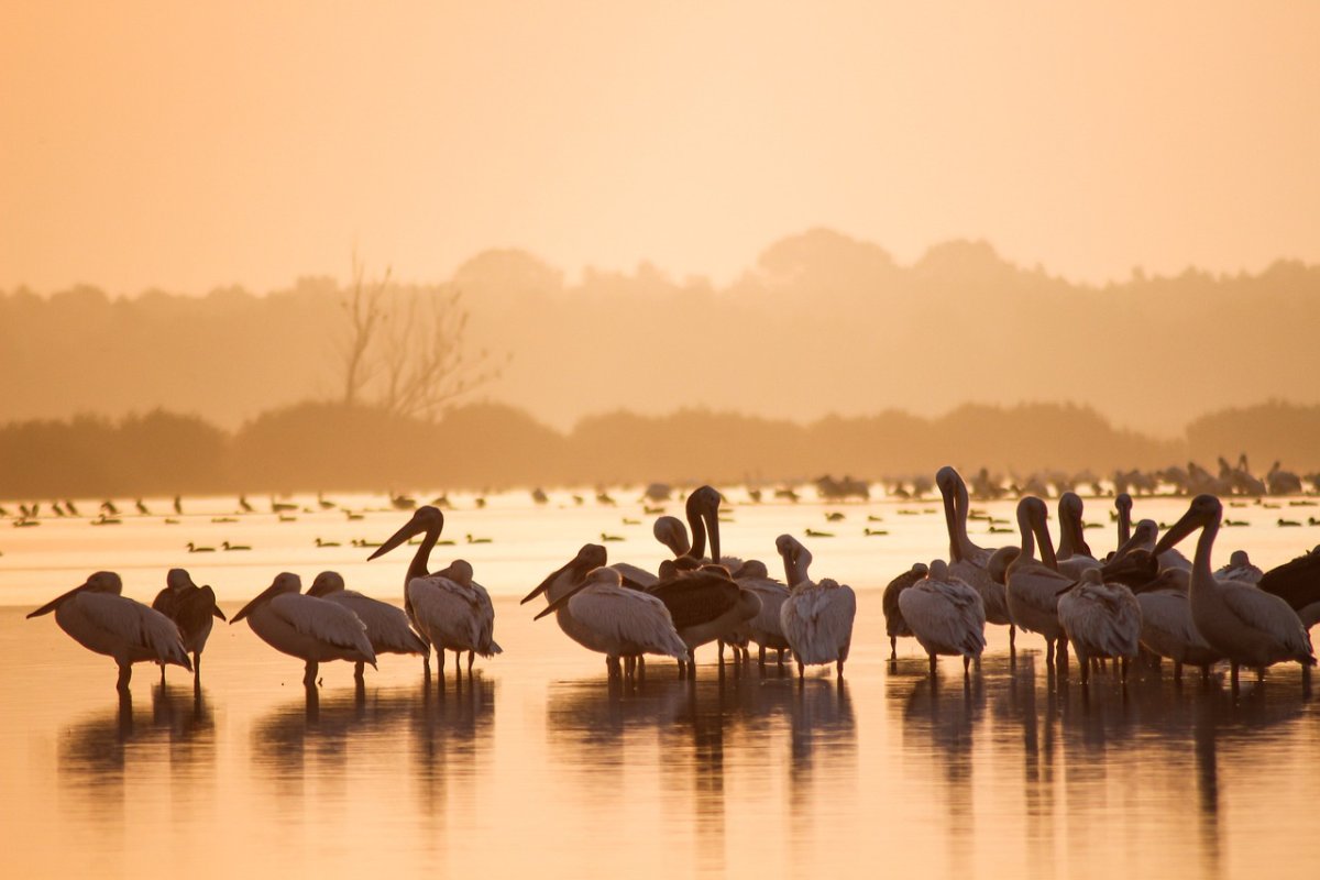 great-white-pelicans-birdwatching-danube-delta-stockpack-pixabay.jpg great white pelicans, birdwatching, danube delta