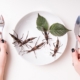 insecte magazin Insecte Magazin