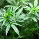 seedling-cannabis-marijuana-stockpack-pixabay.jpg seedling, cannabis, marijuana