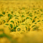 sunflowers-field-summer-stockpack-pixabay.jpg sunflowers, field, summer