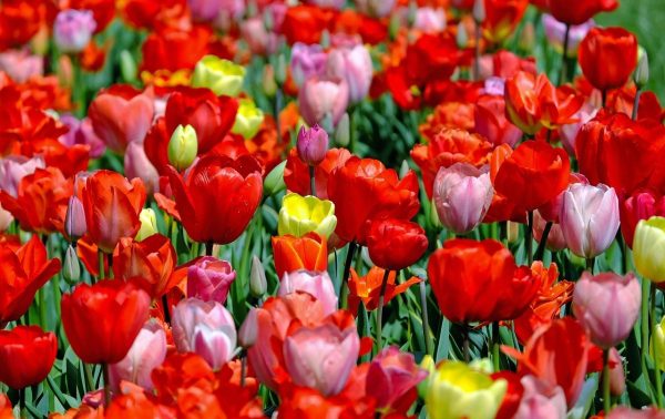 tulips, flowers, field