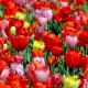 tulips-flowers-field-stockpack-pixabay.jpg tulips, flowers, field