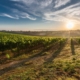 vineyard-sunrise-sun-stockpack-pixabay.jpg vineyard, sunrise, sun