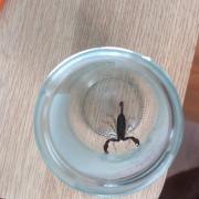 Lidl Bucium Scorpion