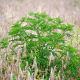 ambrosia-plants-field-stockpack-pixabay.jpg ambrosia, plants, field