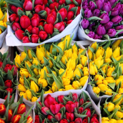 background-bloom-blossom-stockpack-pixabay.jpg background, bloom, blossom