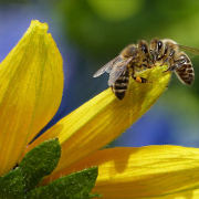 bee-sipping-nectar-on-flower-during-daytime-stockpack-pexels.jpg Bee sipping nectar on flower during daytime