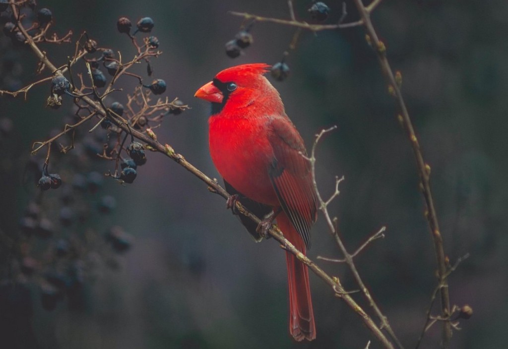 cardinal, bird, exotic