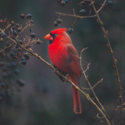cardinal-bird-exotic-stockpack-pixabay.jpg cardinal, bird, exotic