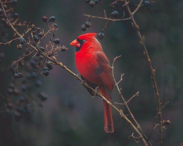 cardinal, bird, exotic