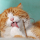 cat-pet-licking-stockpack-pixabay.jpg cat, pet, licking